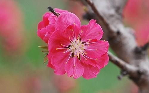 3.8女神节前后，桃花朵朵开的生肖女，你的命中注定呢？