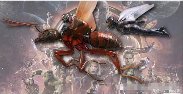 复仇者联盟4剧透,钢铁侠造无限手套,美国队长