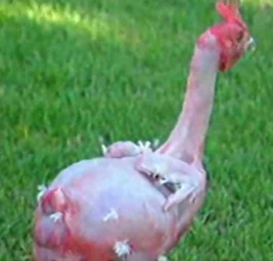 被科学造出的恐怖生物,你有看过吗?