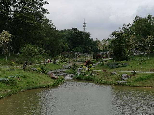 东莞植物园的多肉植物