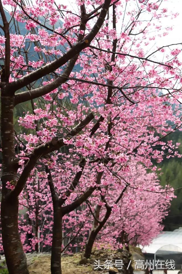 高州仙人洞的樱花开了!赏花的约起来!