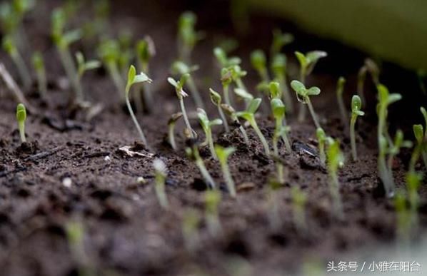 春天阳台适合种这八种菜，好种好吃，一盆就收获满满