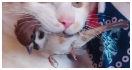 猫咪抓了个 飞行员 送给女主人,礼物吓得女主人