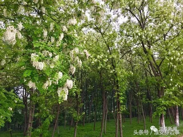 今春洪泽湖古堰景区的蔷薇、槐花约好了似的，一夜间都绽放了！