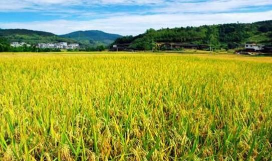 水稻后期喷施磷酸二氢钾多少用量合适?200克