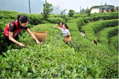 80后创业者回乡种茶60亩，获利100多万元