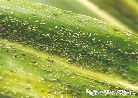 玉米生腻虫(蚜虫)怎么处理?玉米腻虫(蚜虫)防治