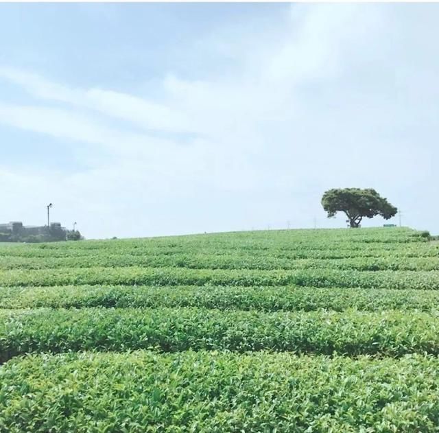 五一四天假期,济州岛高性价比亲子游推荐!