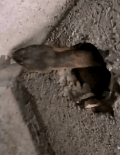 搞笑gif:大海,轻松写意的回敬了我一个“日”