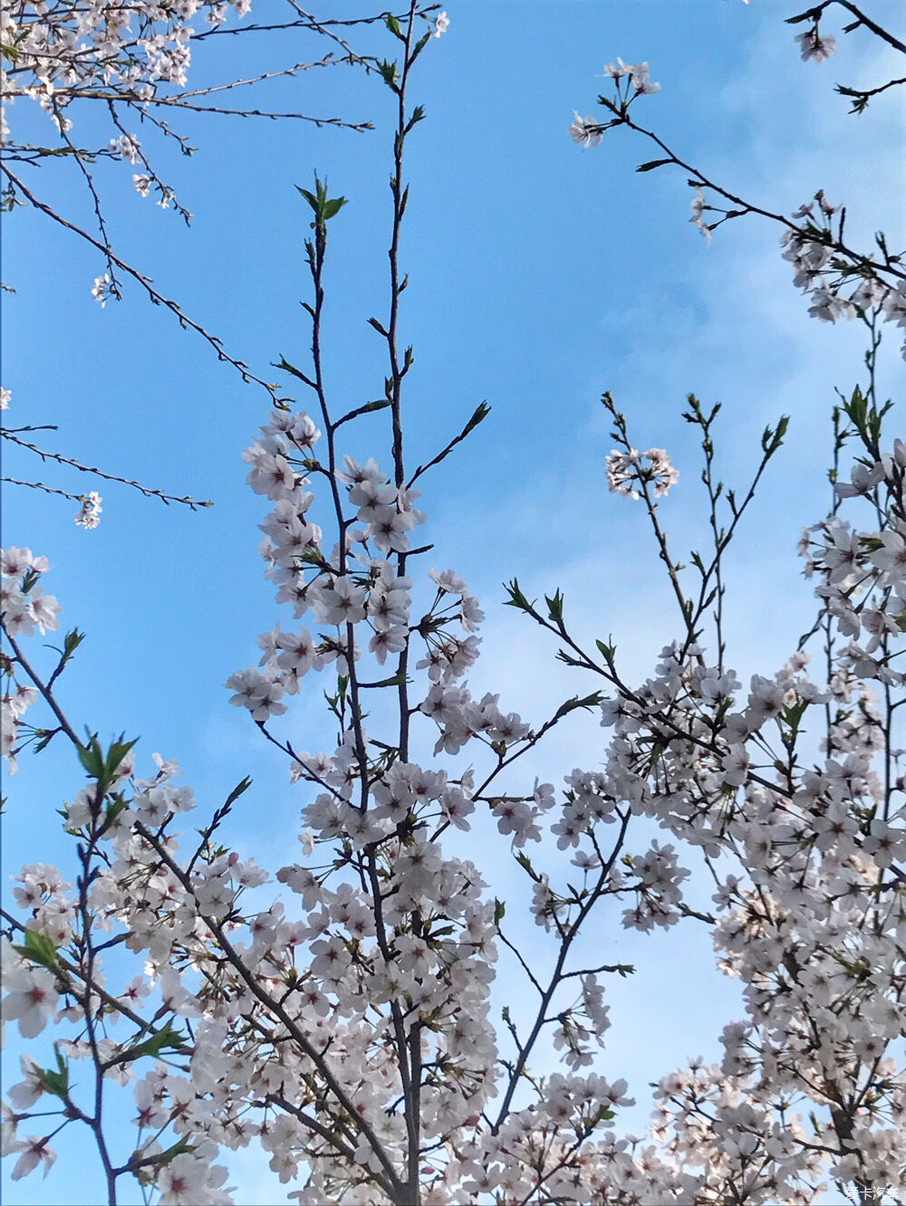 【春之彩】又是一年樱花烂漫时