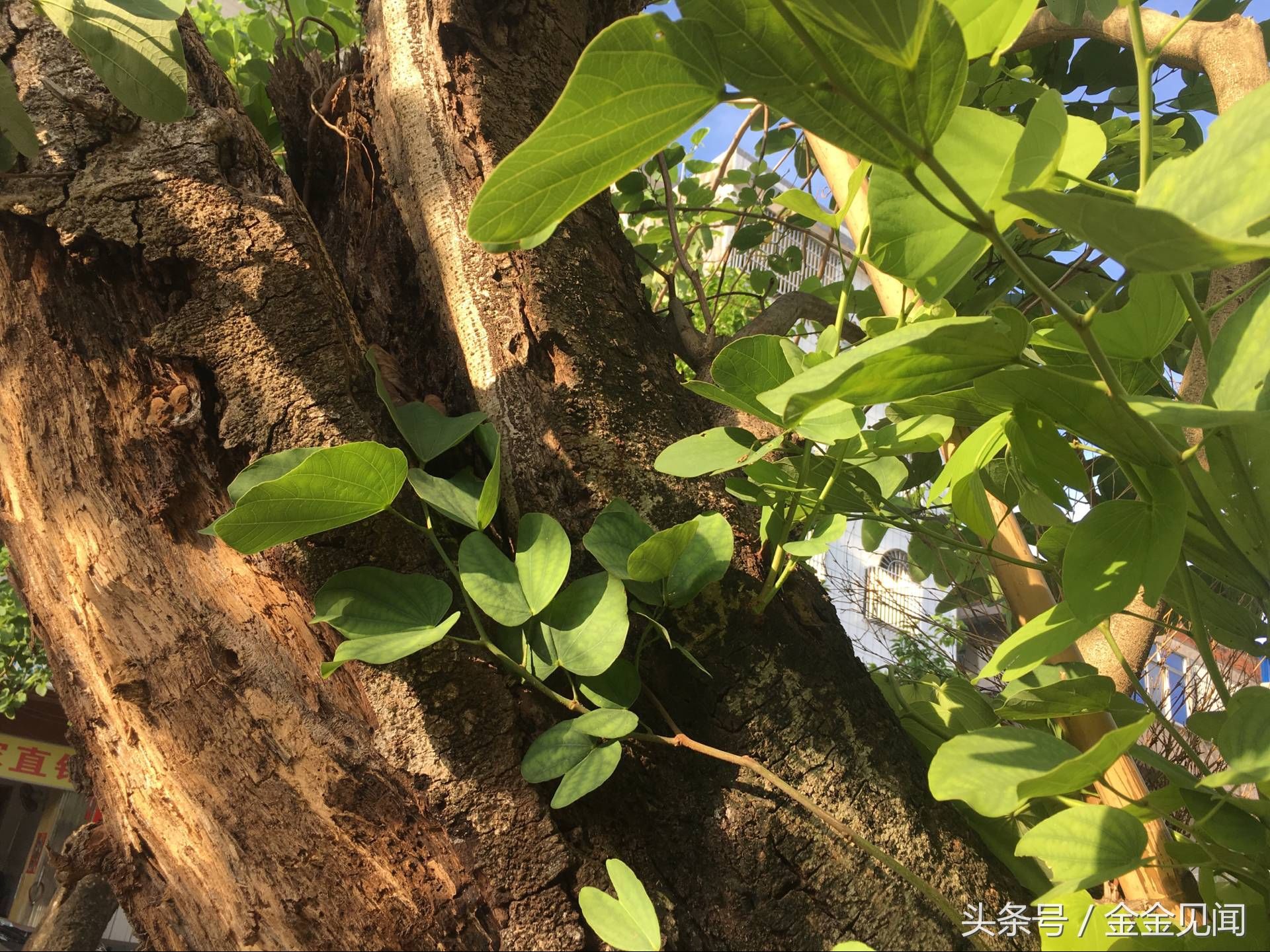实拍广西钦州:四马路朽木也长得茂盛，见过这么伟大的树吗?