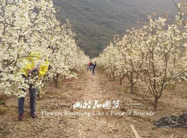 速约！还记得惊艳整个桂林的那片山楂花吗？千亩花海即将美到爆