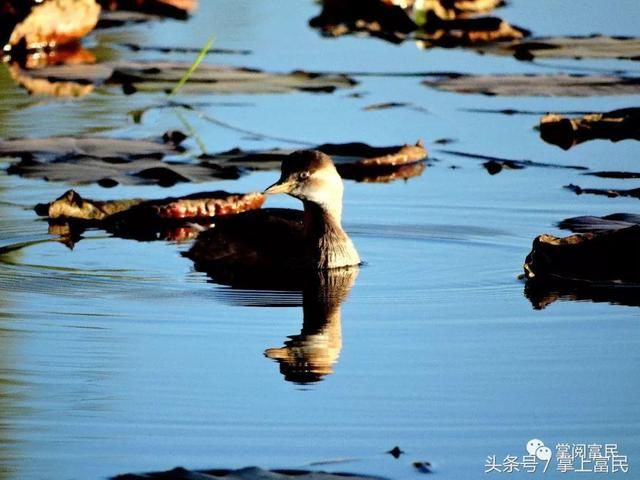 水中倒影，美到极致