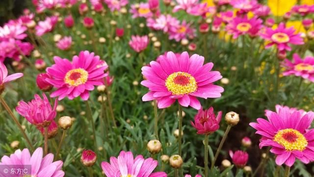 当今社会二十四怪,一个比一个厉害12星座哪里