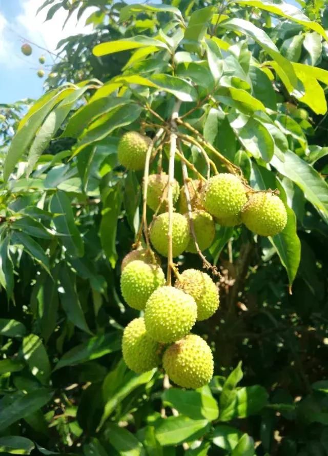 荔枝只能保鲜3天？难道美国人吃的是假的广东荔枝？