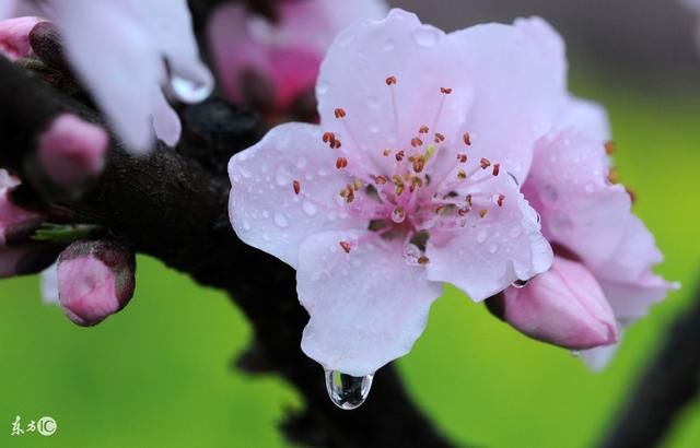 双色球133期暗藏出号规律 这一注或是本期奖号