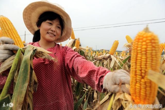 2017年新疆审定玉米品种公告详细资料