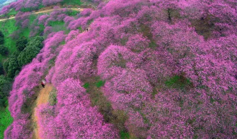 这几个江浙沪新晋网红村，堪称内地版吉野山和小婺源，避开人潮赏