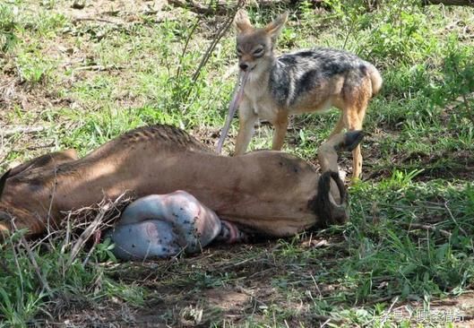 猎豹杀死羚羊咬出大量内脏后竟然主动让给胡狼