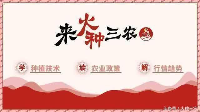 同样是种柑橘，这一举动使他轻松增收30万