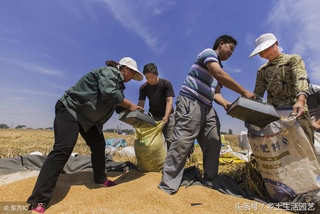 小麦收割完了，面粉厂还没开始收购，那我们先做好这些事吧