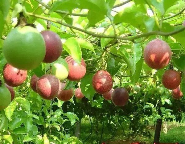 在凯里想吃百香果,哪里有卖?这个村到处都是,