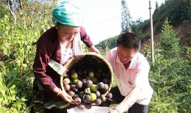 这野果30年前卖5毛钱一斤，农民大量种植，现在不值钱快砍光了