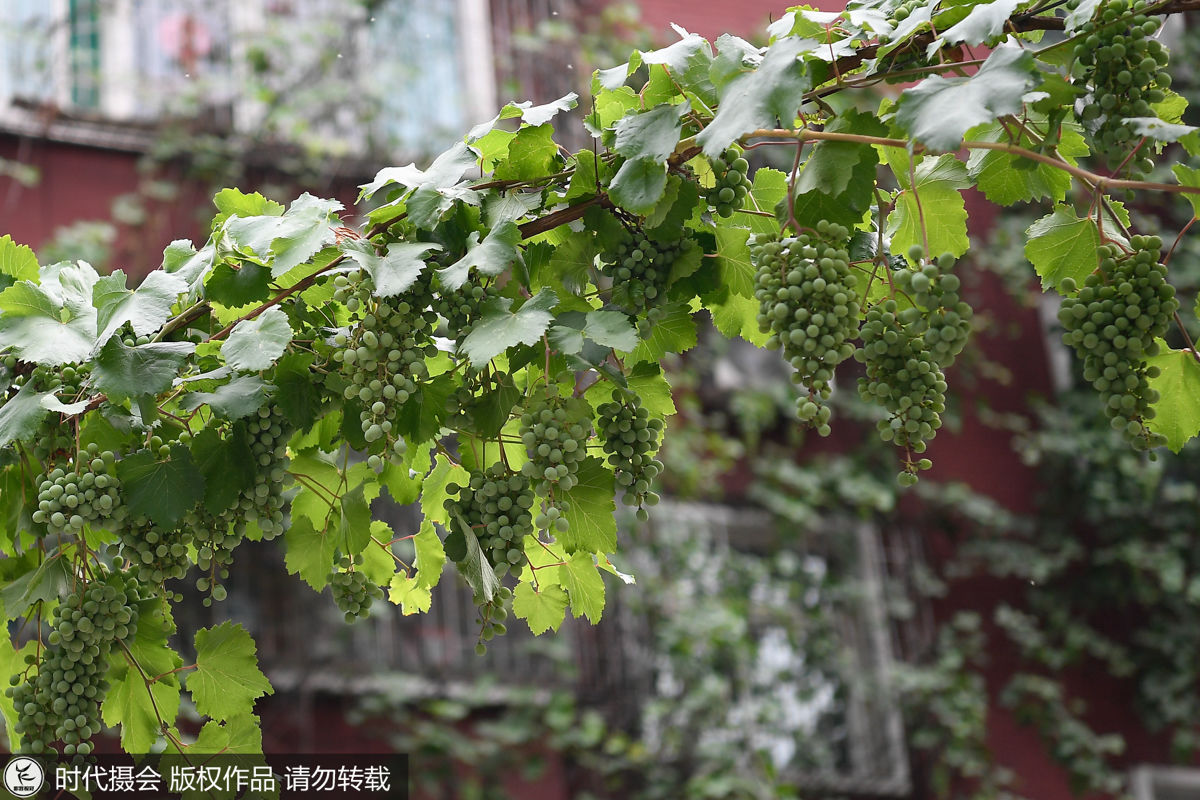 葡萄树长25年藤蔓爬满5层楼 能结1吨果实街坊邻里免费吃