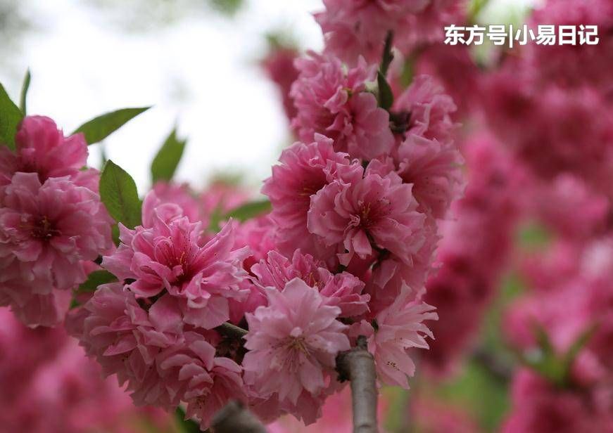 3月之前愁白头三大生肖，即日起财旺如火如荼，财神护佑一路向前