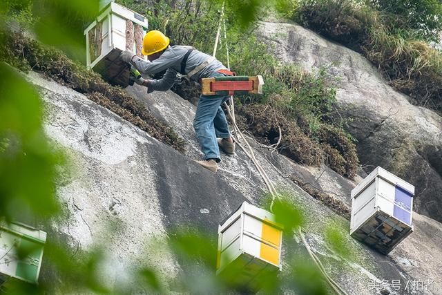 密云大山深处的悬崖养蜂人