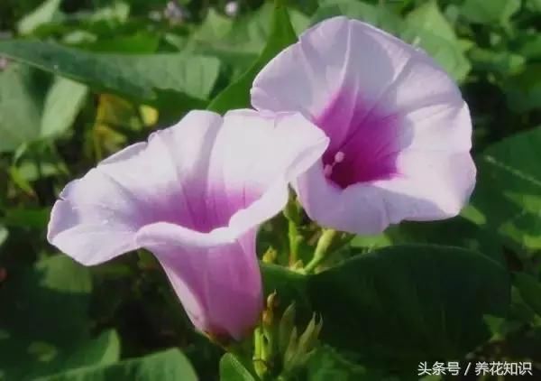 吃了一辈子蔬菜，却没见过它开花的样子？太惊艳了！