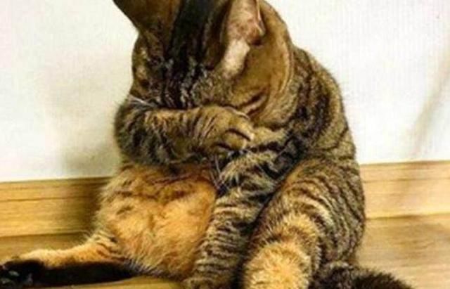 梦境与现实，周公解梦中的梦见自己怀孕与真实怀孕的奥秘