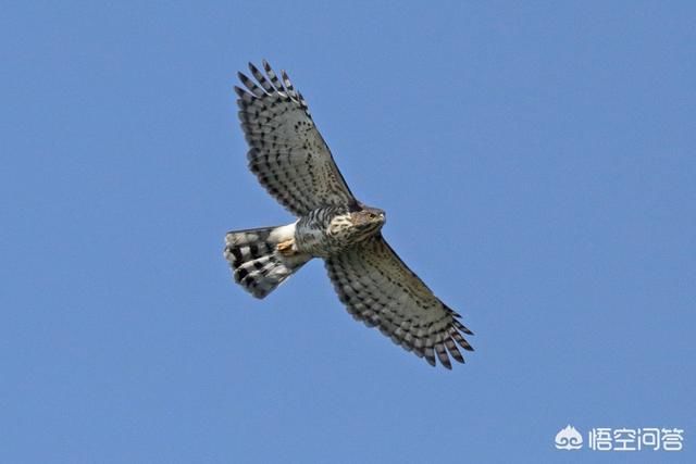 拍鸟相机和镜头推荐 t01572daa713a307abe.jpg