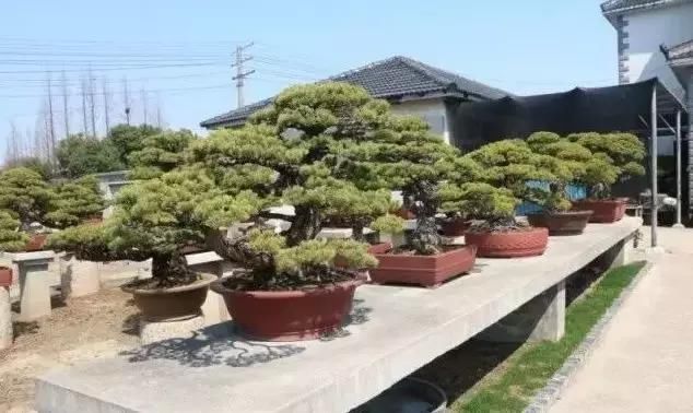 苍枝傲骨匠人心盛影蛟老师谈盆景艺术