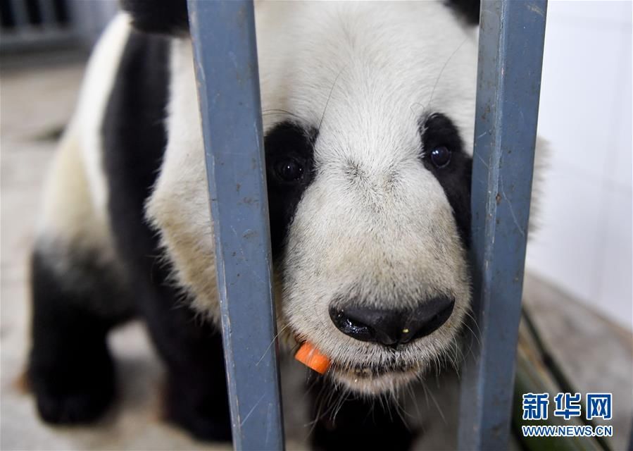 莫斯科动物园盼引进大熊猫 将派人员到中国取经