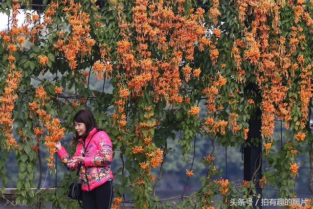 旺旺旺！爆竹花开，带来了好年华！春节到华南农业大学去赏花！