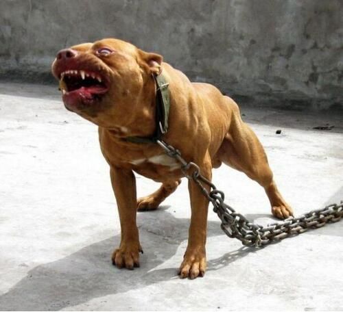 世界上最凶猛的狗排行,比特犬第一(打起架来不