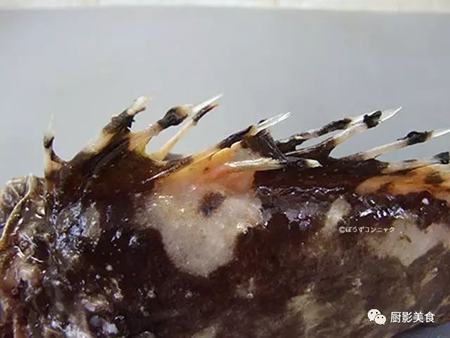 日本料理中的顶级鱼类