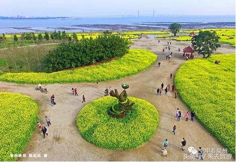 好多泉州人都挤着去的这片油菜花田，你还没去看？