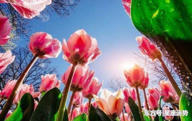 恭喜这三大生肖,正月初五,接财接福接平安,红火一整年