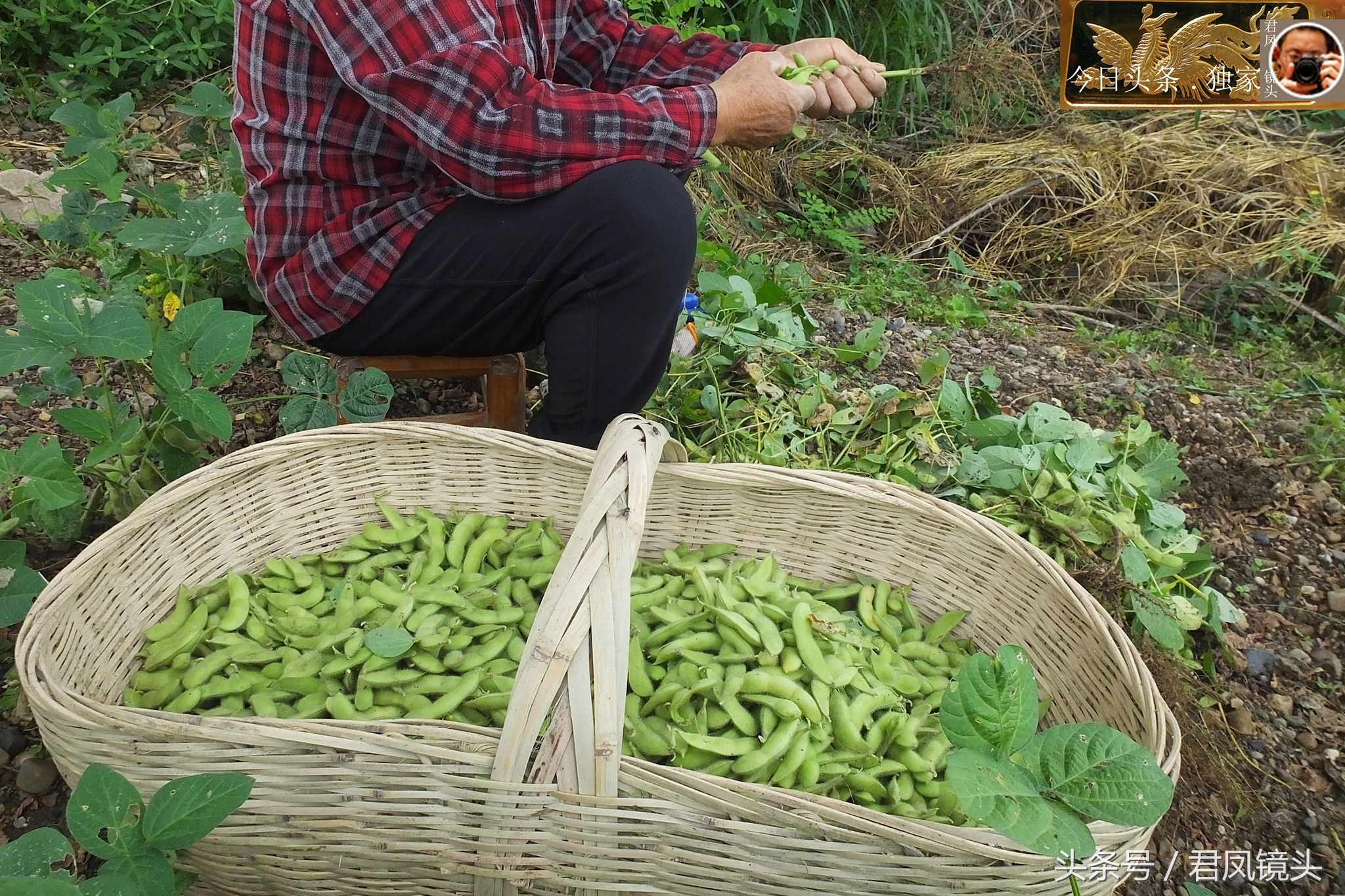 乡村摄影:农民在地头采摘毛豆,售价8角钱一斤