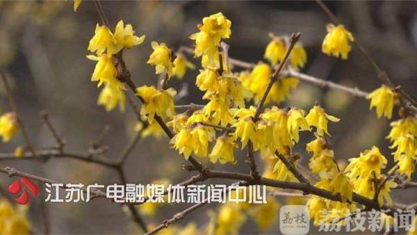 南京古林公园变身“香雪海”，沁人梅香等你品！