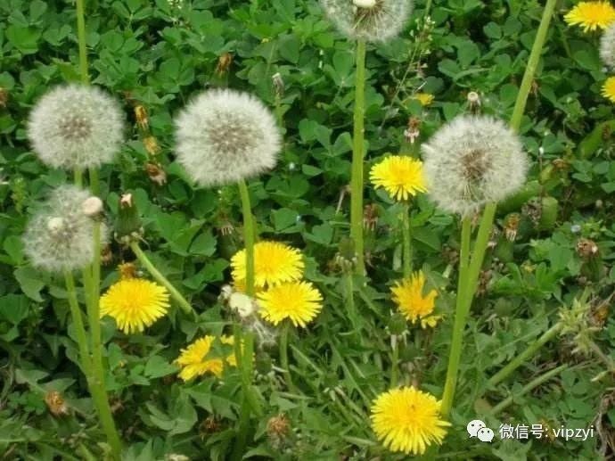 蒲公英泡水喝出大健康,蒲公英也有禁忌,这四种