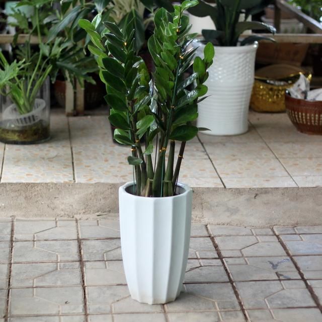 金钱树养护技巧,有很多好处!夏季怎么扦插呢?