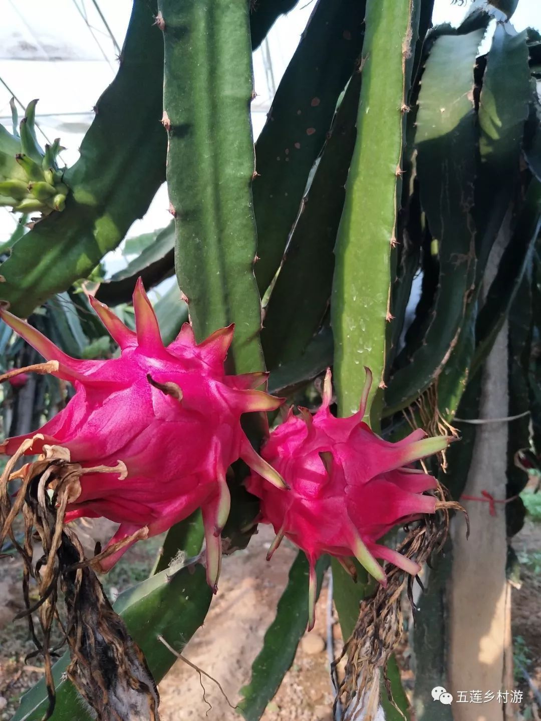 俊丰红心火龙果熟了!听说过吃火龙果吐籽吗?