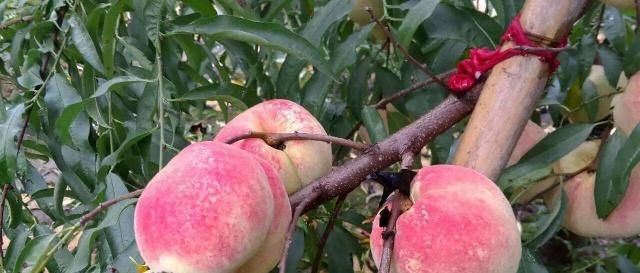 怎样上山发现盆景