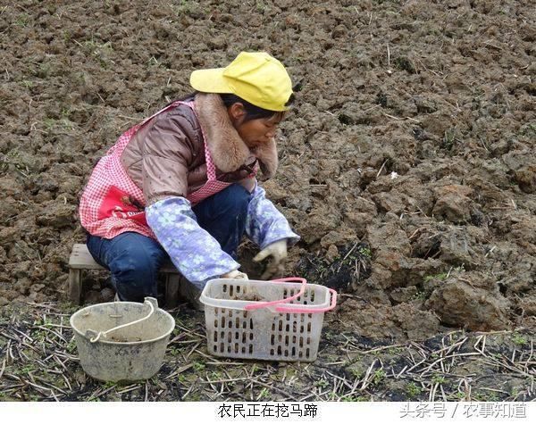 这长在地下的野果，曾不为人知，如今成农民“摇钱树”，亩产3万