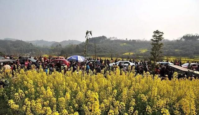 最快1h！成都郊区7大赏花好去处，养眼还免费！