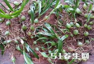 大山里藏着的这7大“山宝贝”,你是否全都认识?第4种像“石榴”
