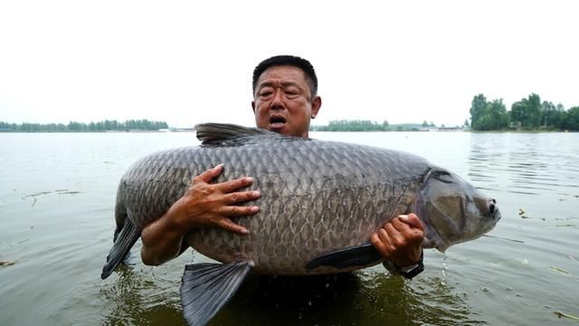 游钓中国钓手遭遇超级鱼王:重达150斤,6次被